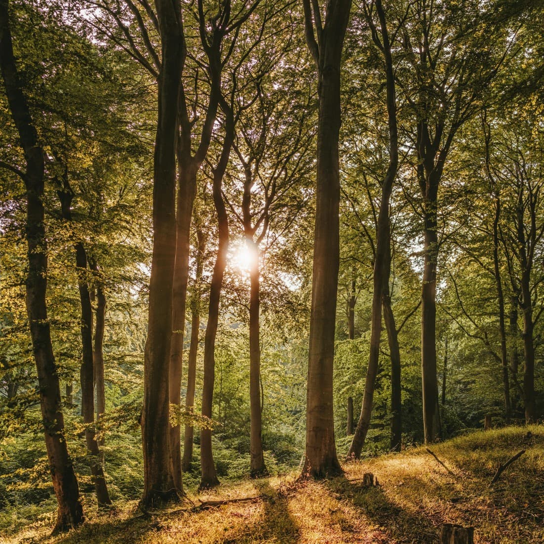 Baum – Natur als Ursprung
